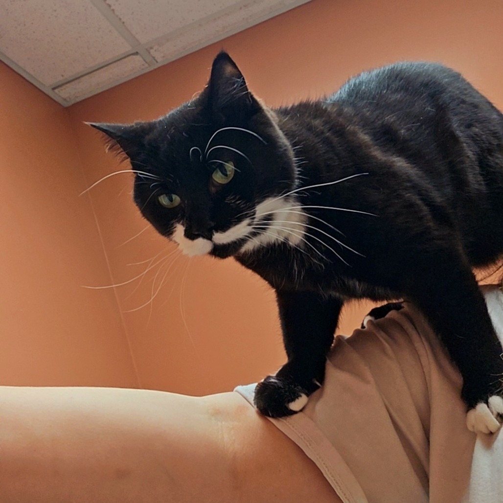 Betty, an adoptable Domestic Short Hair in Detroit Lakes, MN, 56501 | Photo Image 3