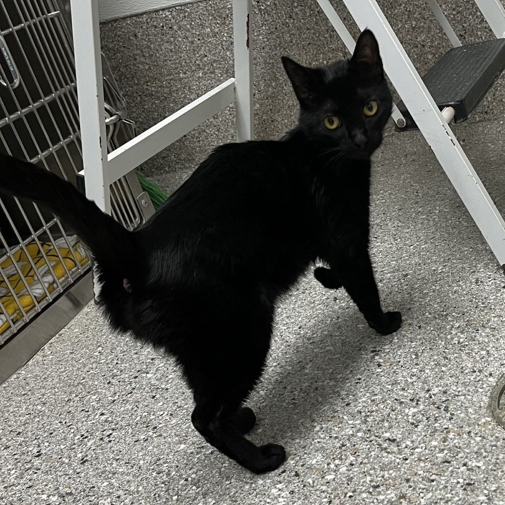 Lynx, an adoptable Domestic Short Hair in Detroit Lakes, MN, 56501 | Photo Image 1