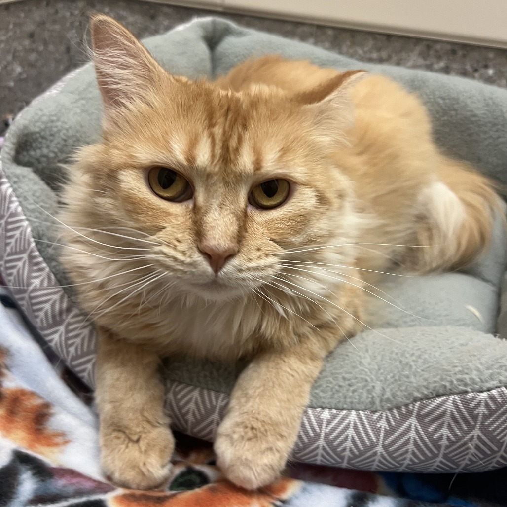 LaBelle, an adoptable Domestic Long Hair in Detroit Lakes, MN, 56501 | Photo Image 1