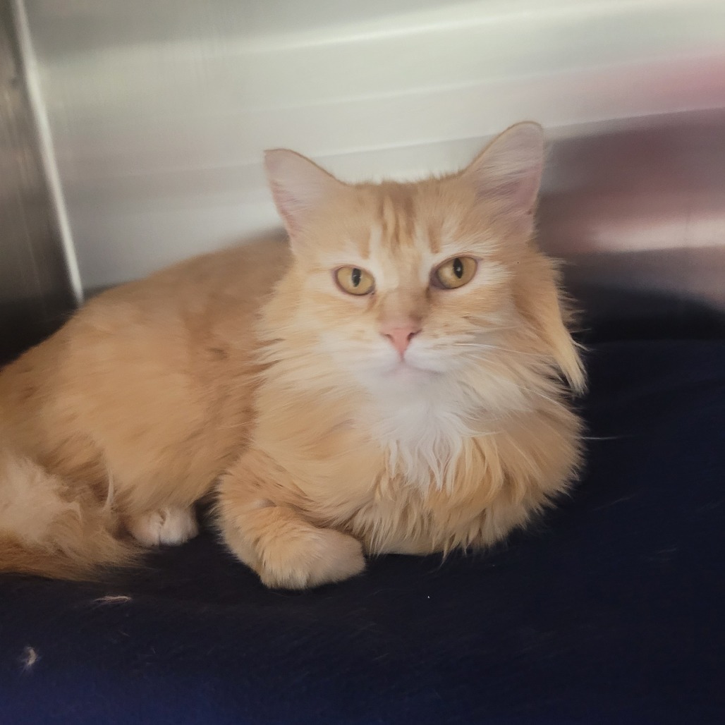 LaBelle, an adoptable Domestic Long Hair in Detroit Lakes, MN, 56501 | Photo Image 2