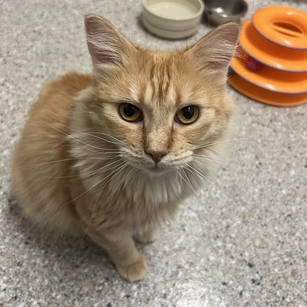 LaBelle, an adoptable Domestic Long Hair in Detroit Lakes, MN, 56501 | Photo Image 3