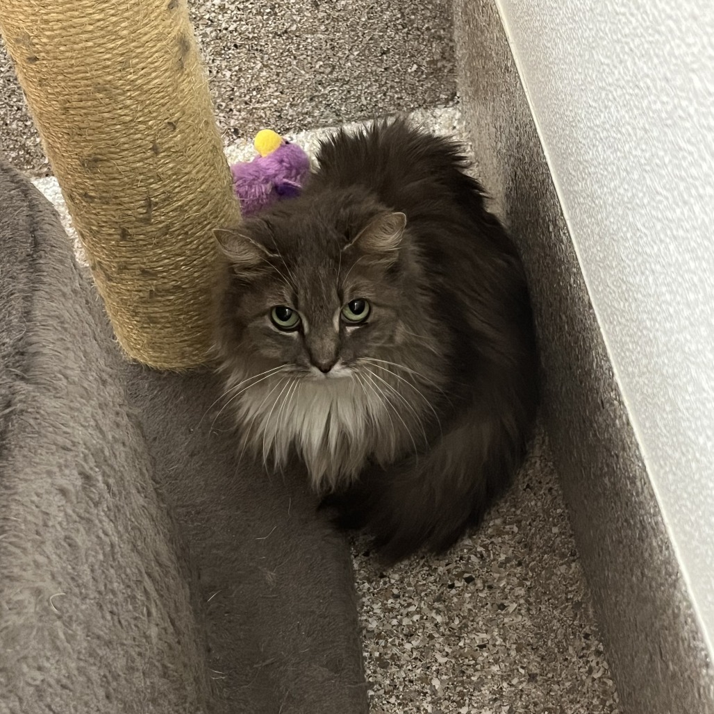 Lyra, an adoptable Domestic Long Hair in Detroit Lakes, MN, 56501 | Photo Image 2
