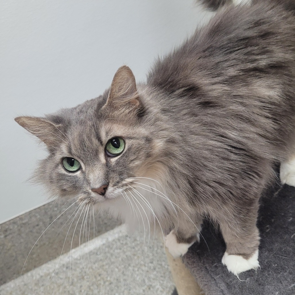 Lyra, an adoptable Domestic Long Hair in Detroit Lakes, MN, 56501 | Photo Image 3