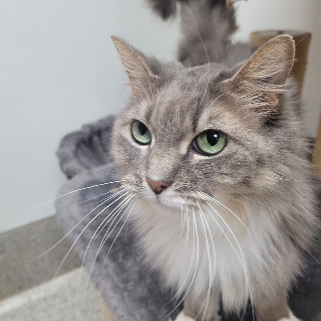 Lyra, an adoptable Domestic Long Hair in Detroit Lakes, MN, 56501 | Photo Image 4