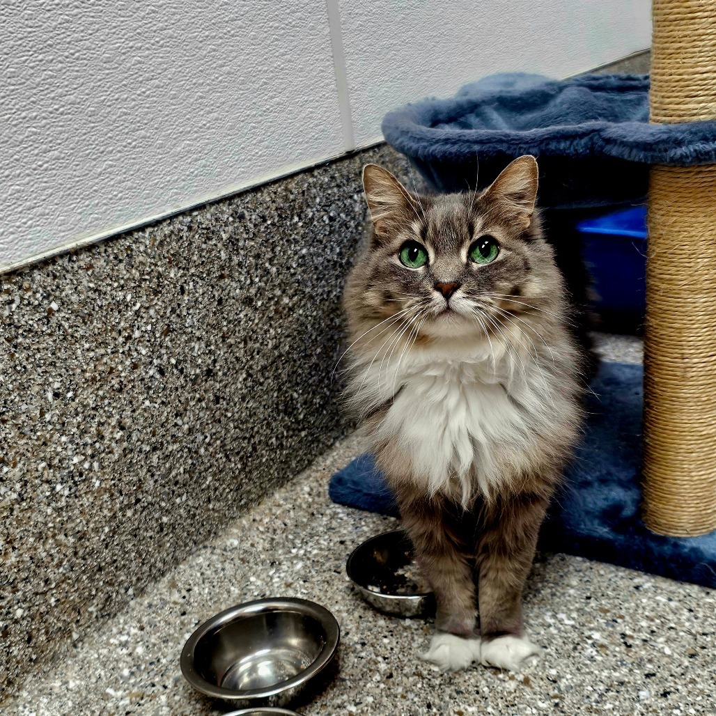 Lyra, an adoptable Domestic Long Hair in Detroit Lakes, MN, 56501 | Photo Image 5