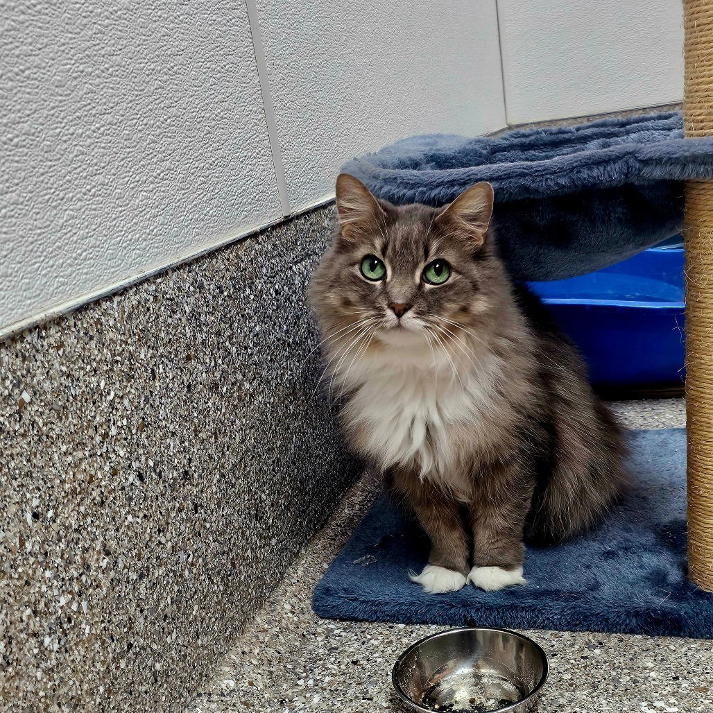 Lyra, an adoptable Domestic Long Hair in Detroit Lakes, MN, 56501 | Photo Image 6
