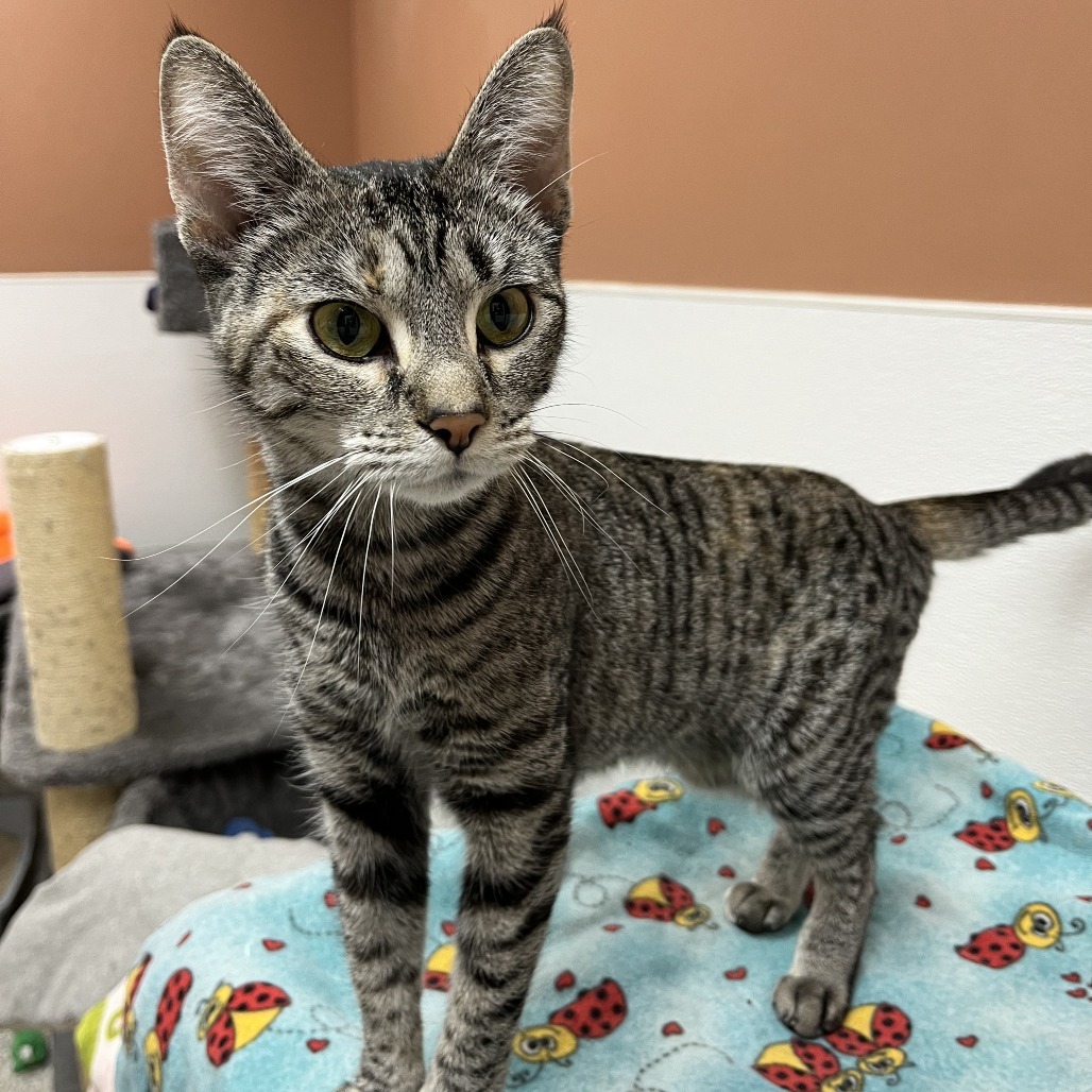 Asteroid, an adoptable Domestic Short Hair in Detroit Lakes, MN, 56501 | Photo Image 1