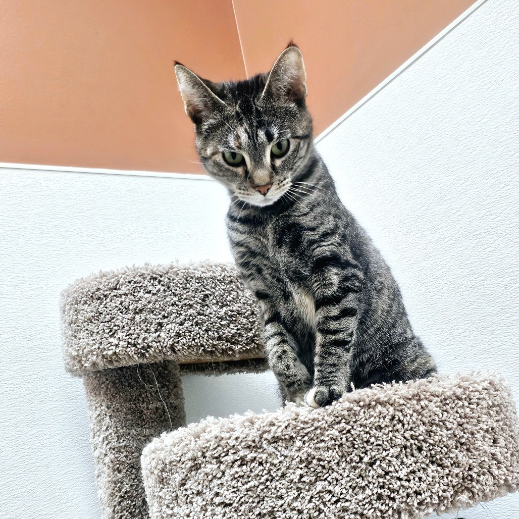 Asteroid, an adoptable Domestic Short Hair in Detroit Lakes, MN, 56501 | Photo Image 2