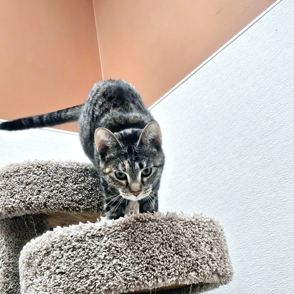 Asteroid, an adoptable Domestic Short Hair in Detroit Lakes, MN, 56501 | Photo Image 3