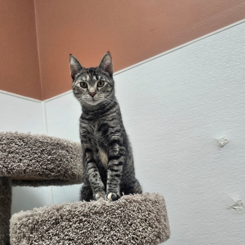 Asteroid, an adoptable Domestic Short Hair in Detroit Lakes, MN, 56501 | Photo Image 4