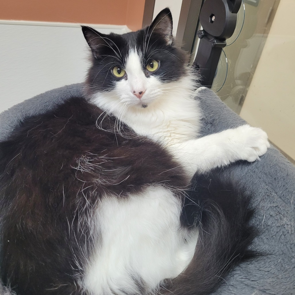 Tater tot, an adoptable Domestic Long Hair in Detroit Lakes, MN, 56501 | Photo Image 1