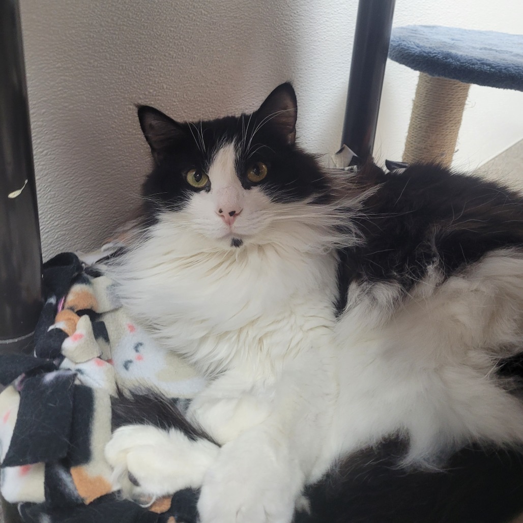 Tater tot, an adoptable Domestic Long Hair in Detroit Lakes, MN, 56501 | Photo Image 2
