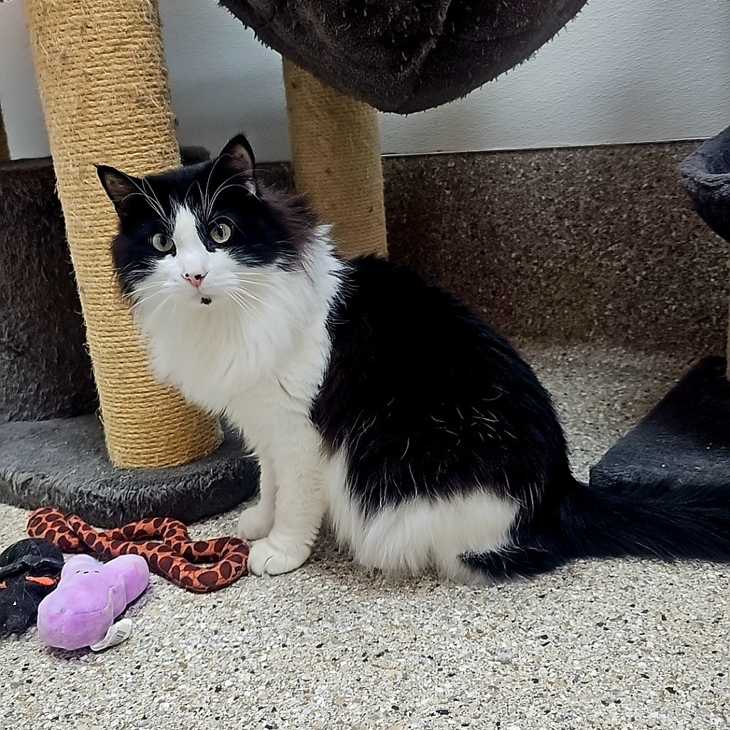 Tater tot, an adoptable Domestic Long Hair in Detroit Lakes, MN, 56501 | Photo Image 4