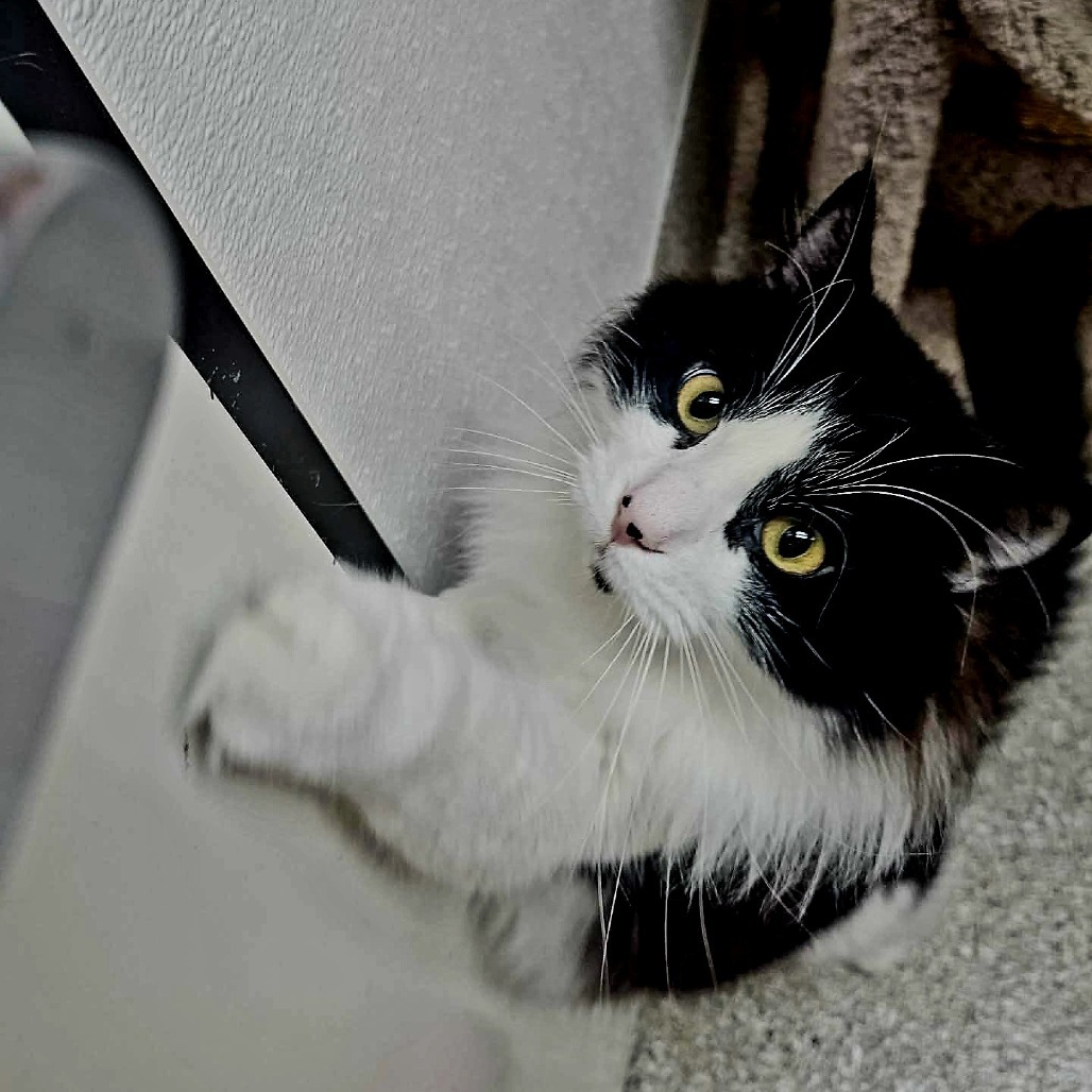 Tater tot, an adoptable Domestic Long Hair in Detroit Lakes, MN, 56501 | Photo Image 6