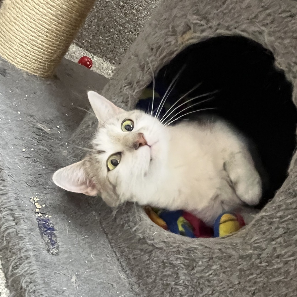 Mingles, an adoptable Domestic Short Hair in Detroit Lakes, MN, 56501 | Photo Image 1