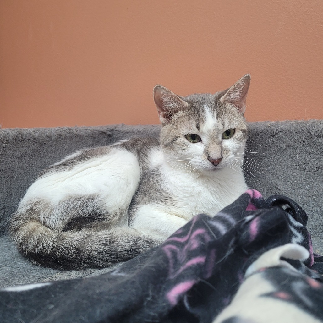 Mingles, an adoptable Domestic Short Hair in Detroit Lakes, MN, 56501 | Photo Image 2