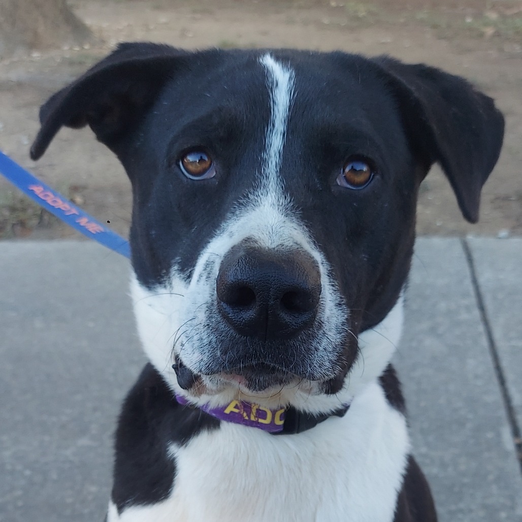 Bobby JuM, an adoptable Spaniel, Pointer in Austin, TX, 78701 | Photo Image 1