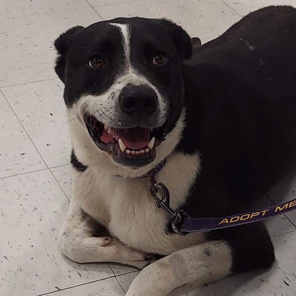 Bobby JuM, an adoptable Spaniel, Pointer in Austin, TX, 78701 | Photo Image 1