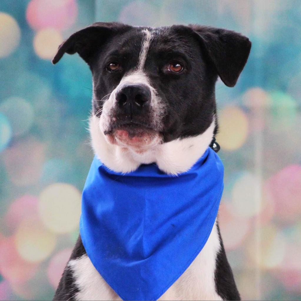 Bobby JuM, an adoptable Spaniel, Pointer in Austin, TX, 78701 | Photo Image 2