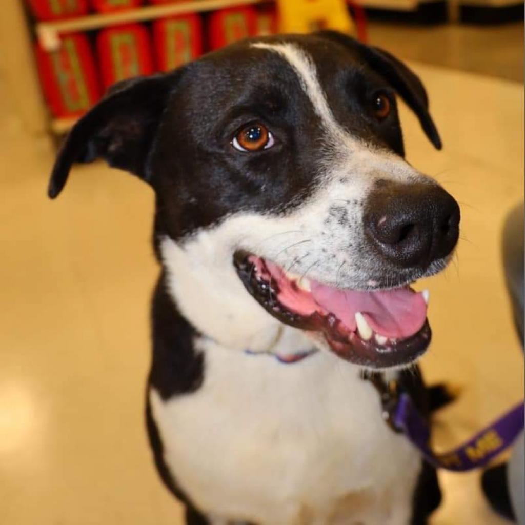 Bobby JuM, an adoptable Spaniel, Pointer in Austin, TX, 78701 | Photo Image 5