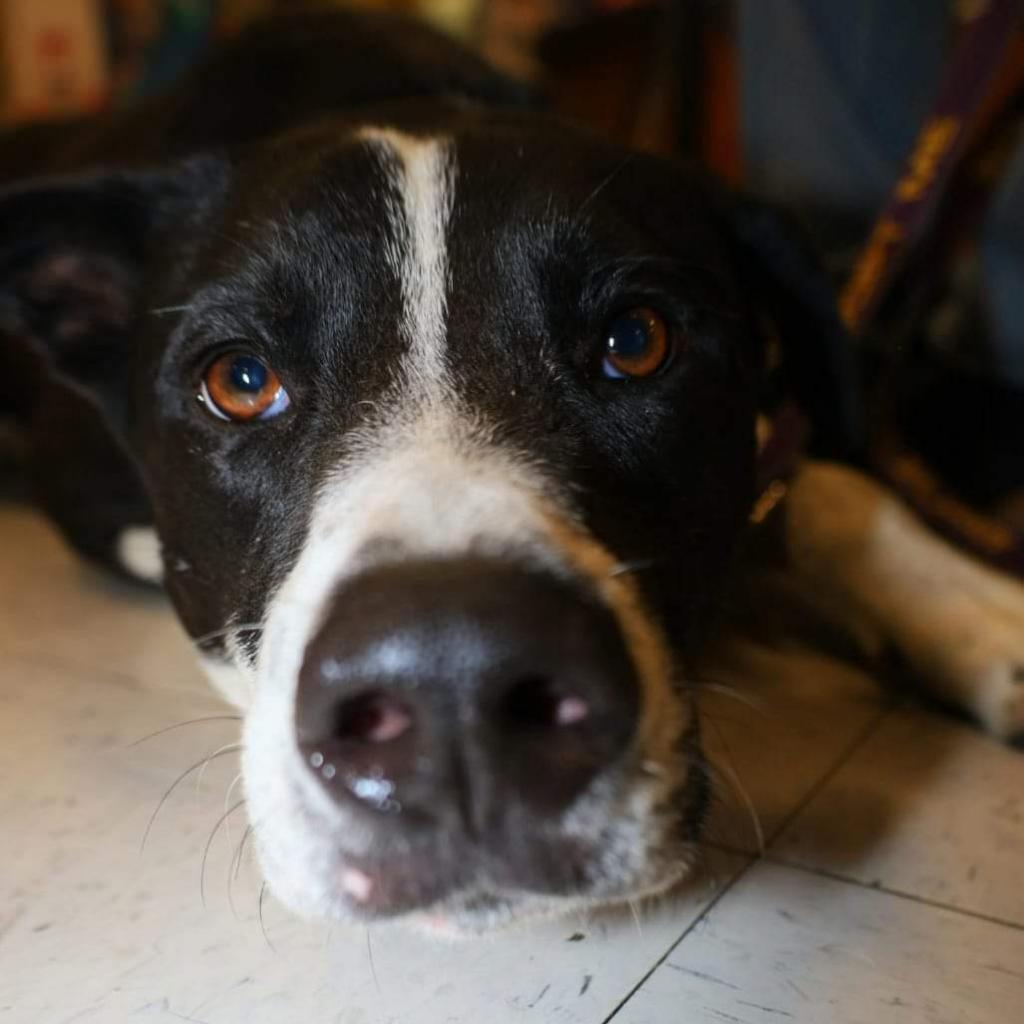 Bobby JuM, an adoptable Spaniel, Pointer in Austin, TX, 78701 | Photo Image 6