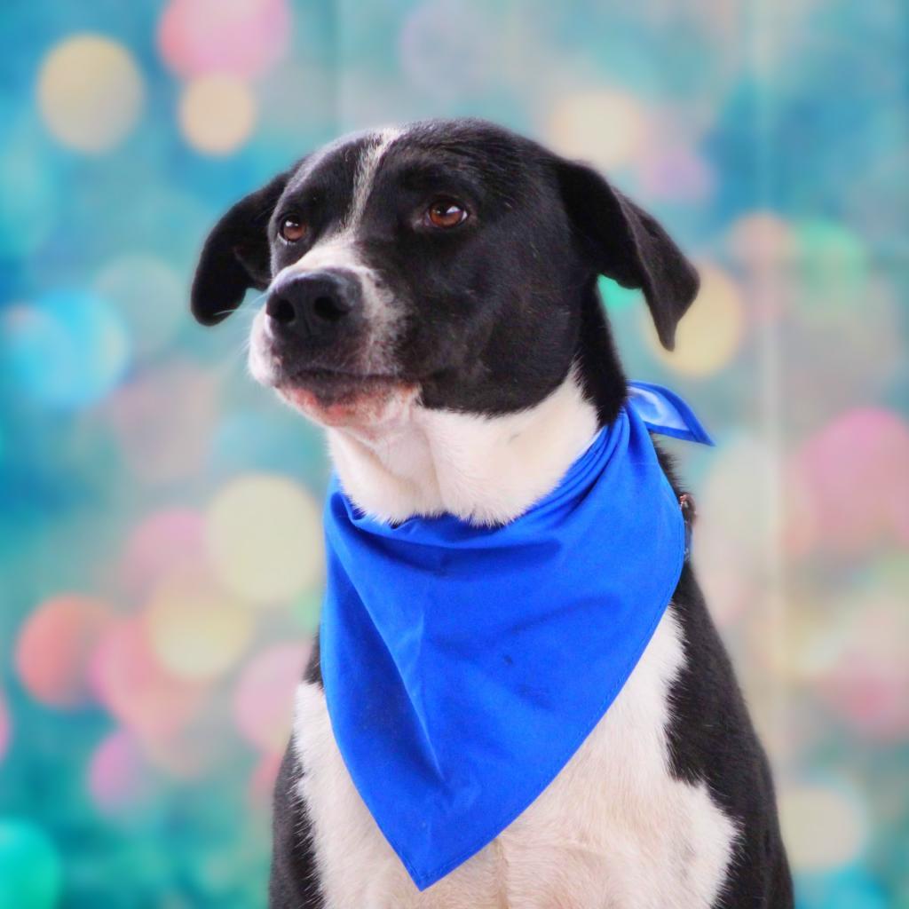 Bobby JuM, an adoptable Spaniel, Pointer in Austin, TX, 78701 | Photo Image 6