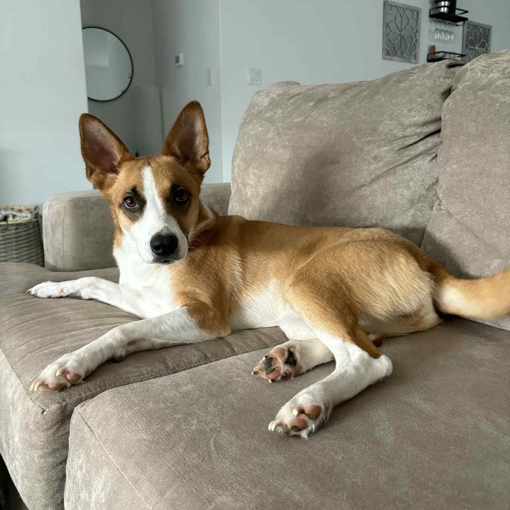 Chai EB, an adoptable Basenji, Shepherd in Austin, TX, 78701 | Photo Image 2