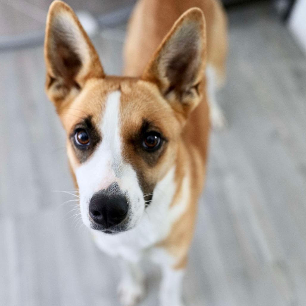 Chai EB, an adoptable Basenji, Shepherd in Austin, TX, 78701 | Photo Image 4