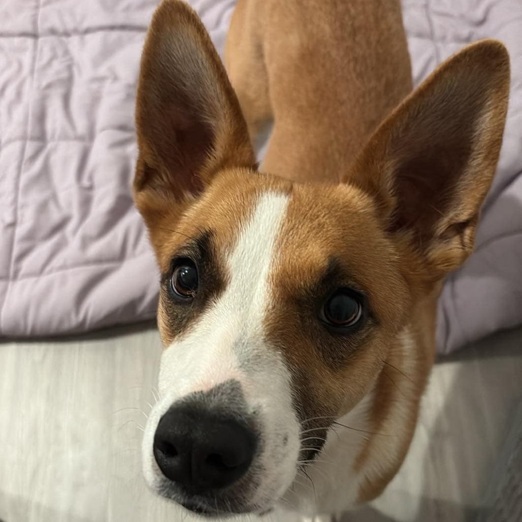 Chai EB, an adoptable Basenji, Shepherd in Austin, TX, 78701 | Photo Image 5