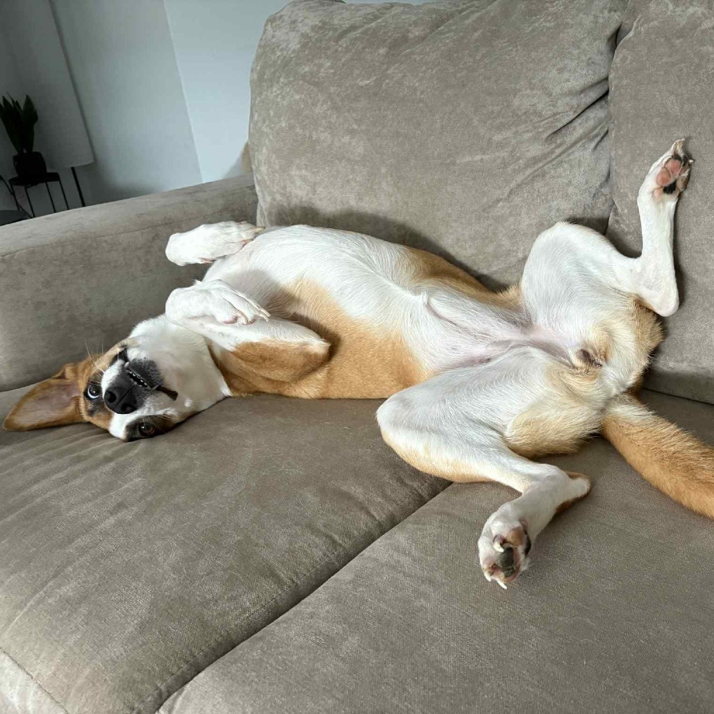 Chai EB, an adoptable Basenji, Shepherd in Austin, TX, 78701 | Photo Image 6