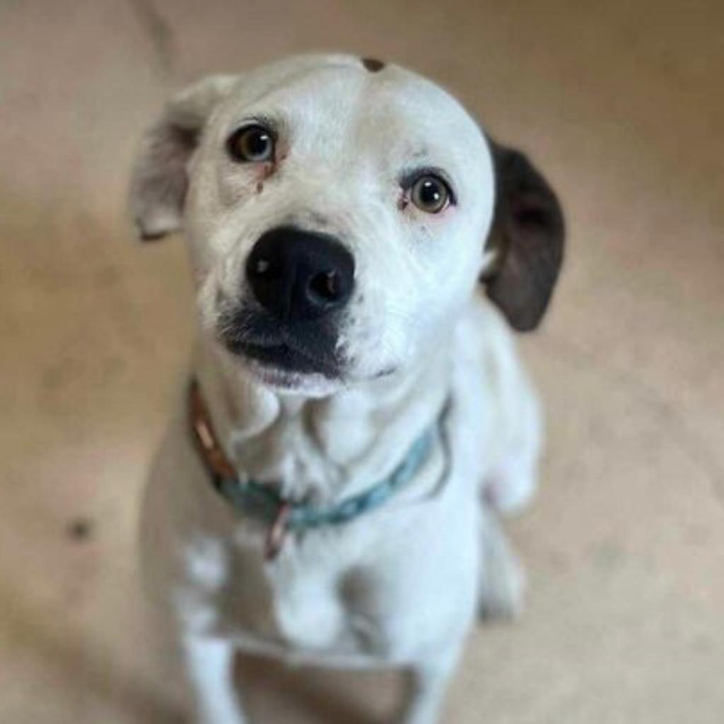Suki