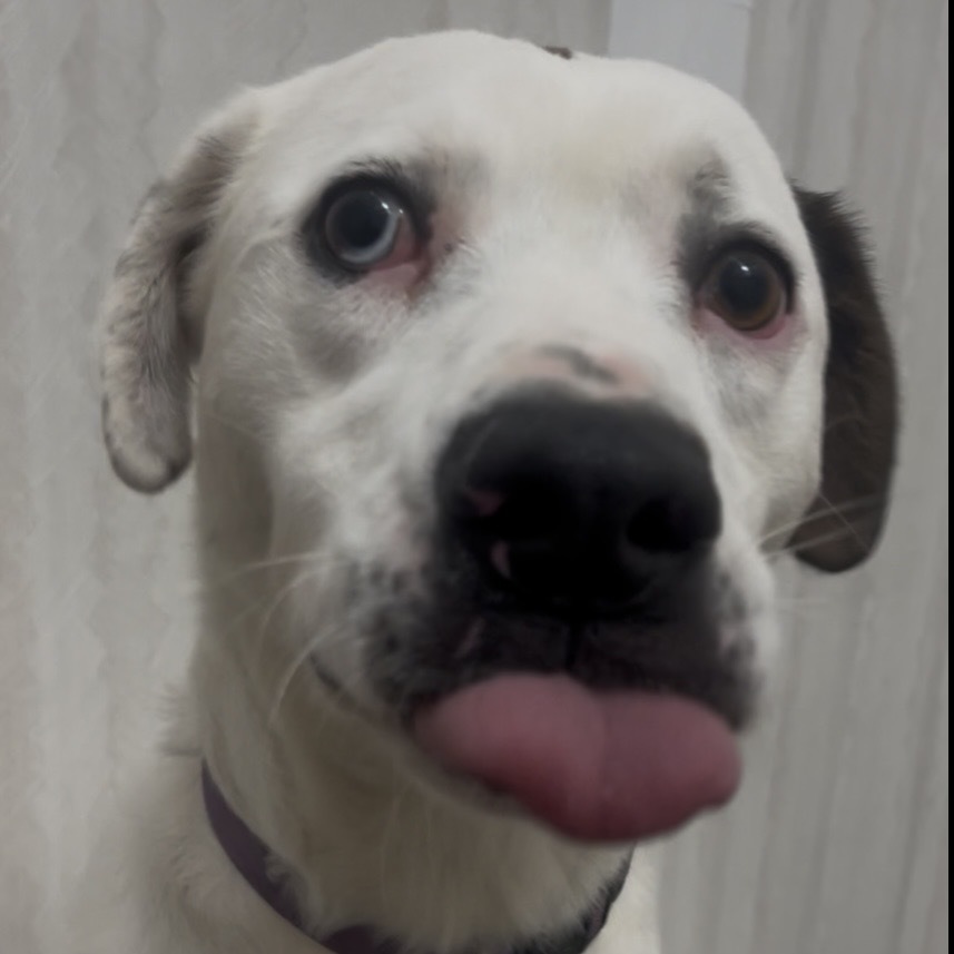 Suki