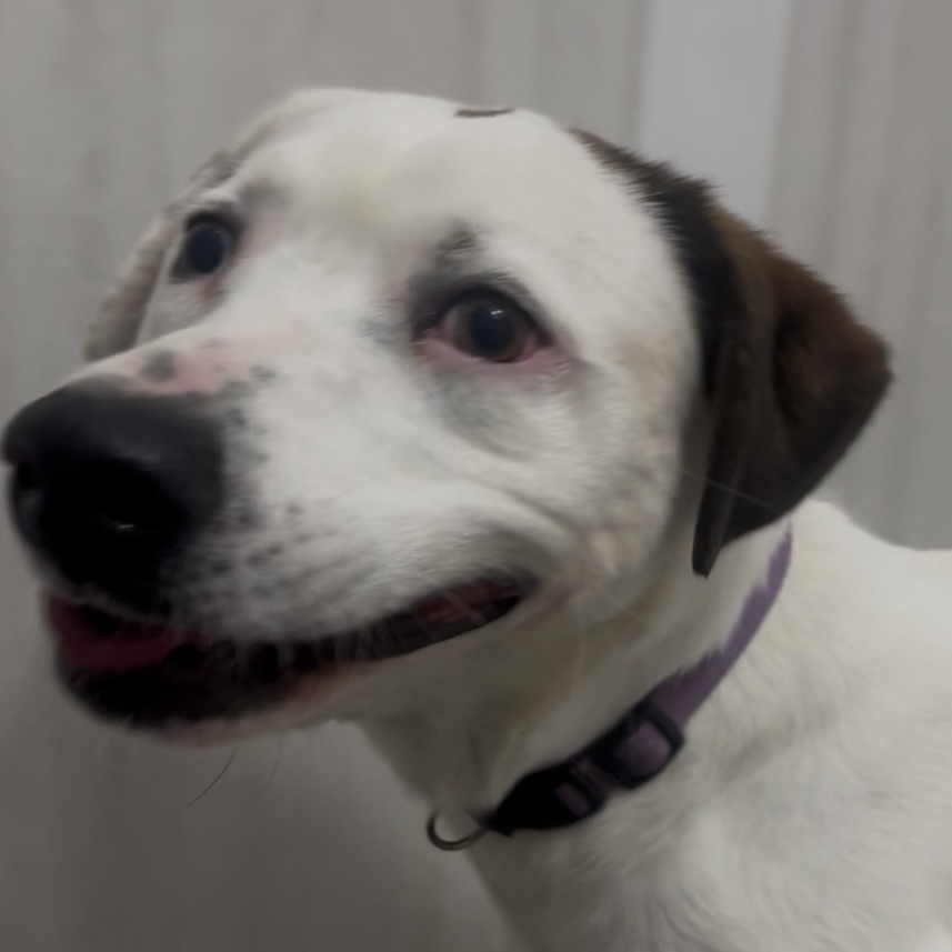 Suki