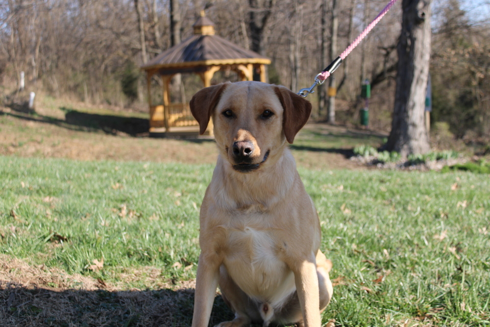 Bo Duke