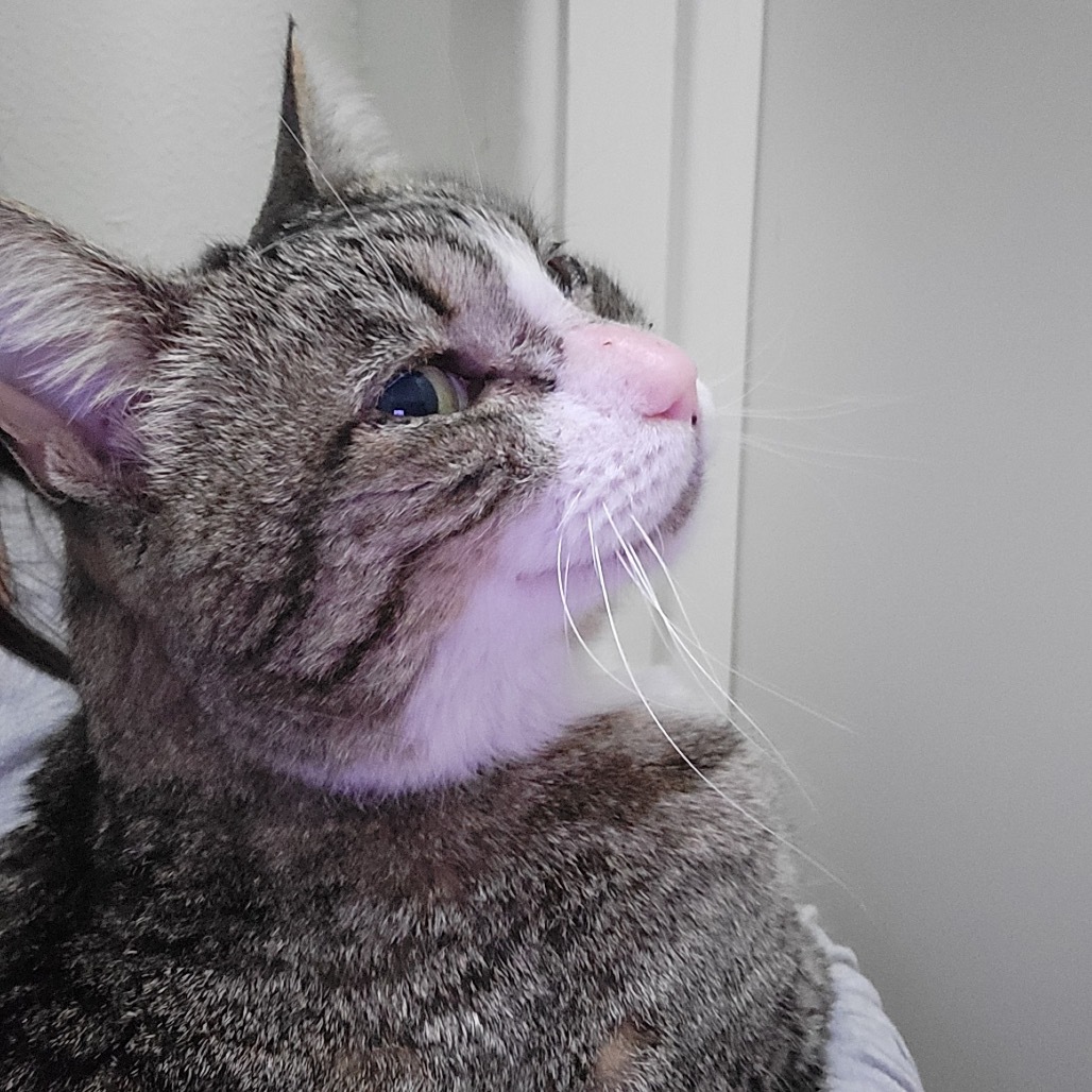 Sadie, an adoptable Domestic Short Hair in Midland, TX, 79707 | Photo Image 1