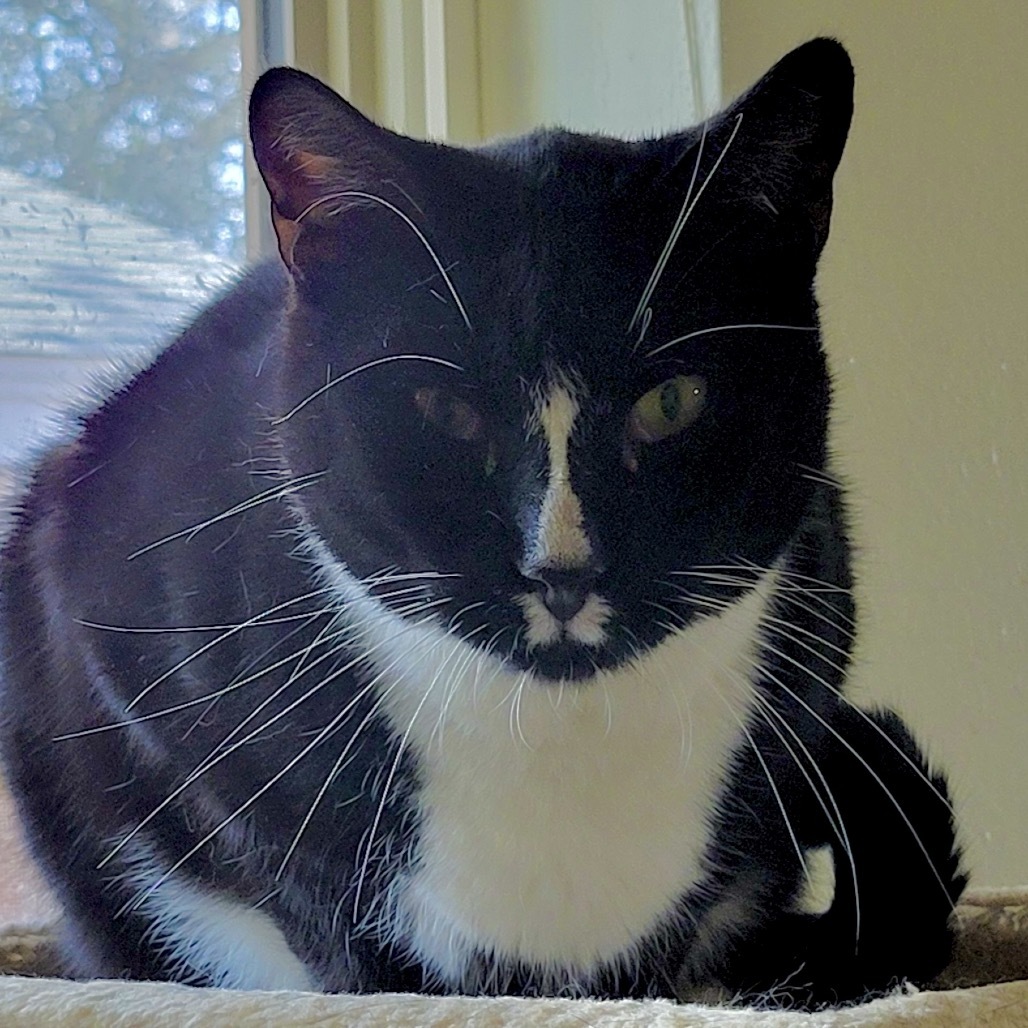 Monti, an adoptable Domestic Short Hair in Midland, TX, 79707 | Photo Image 1