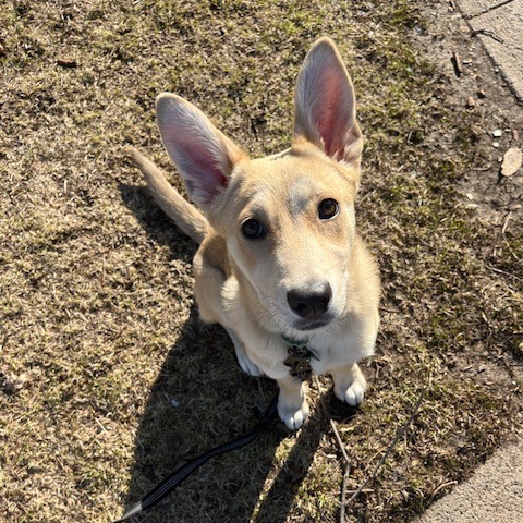 Daffy, an adoptable Mixed Breed in Beresford, SD, 57004 | Photo Image 2