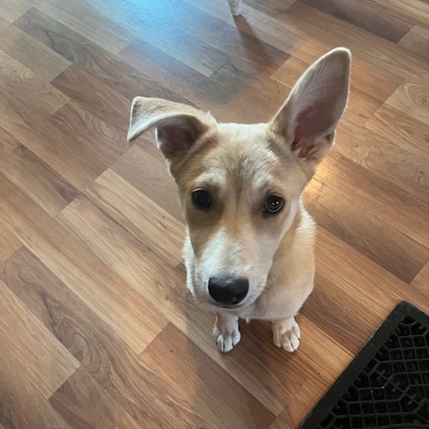 Daffy, an adoptable Mixed Breed in Beresford, SD, 57004 | Photo Image 3