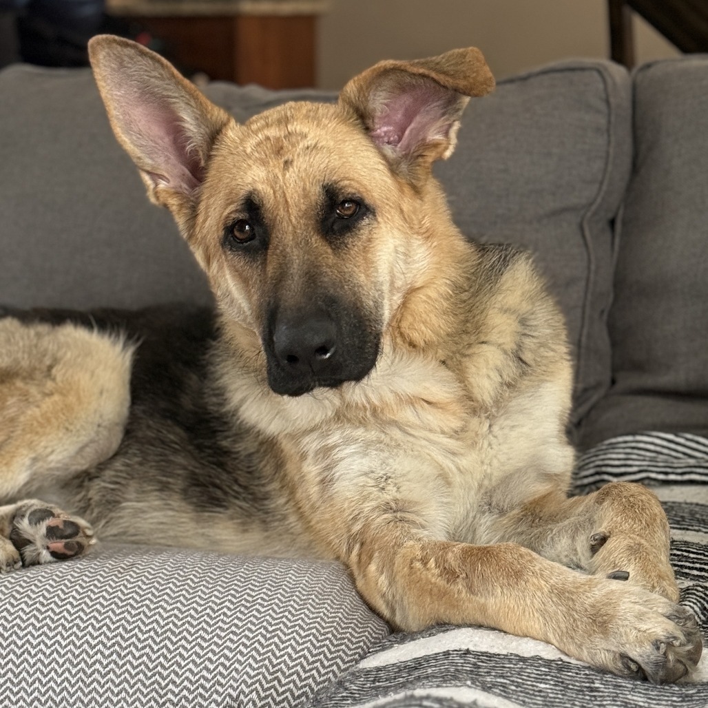 Kona, an adoptable Shepherd in Buffalo, MN, 55313 | Photo Image 1