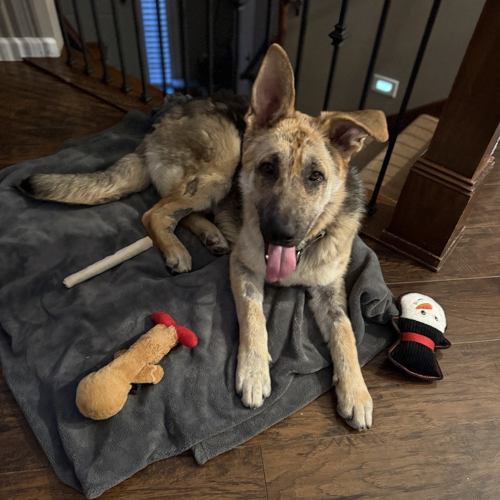 Kona, an adoptable Shepherd in Buffalo, MN, 55313 | Photo Image 2