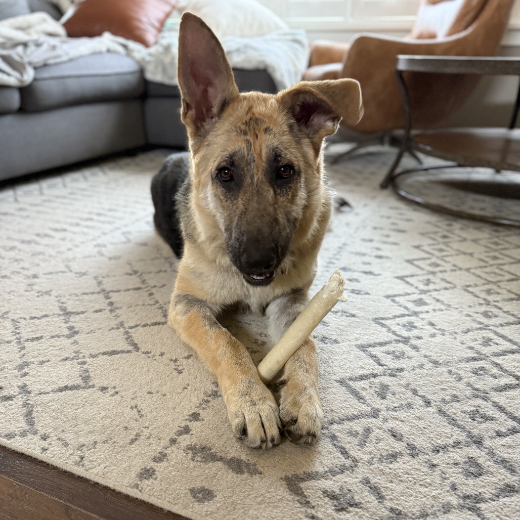 Kona, an adoptable Shepherd in Buffalo, MN, 55313 | Photo Image 3
