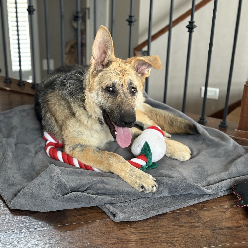 Kona, an adoptable Shepherd in Buffalo, MN, 55313 | Photo Image 4