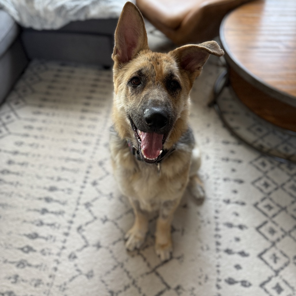 Kona, an adoptable Shepherd in Buffalo, MN, 55313 | Photo Image 5