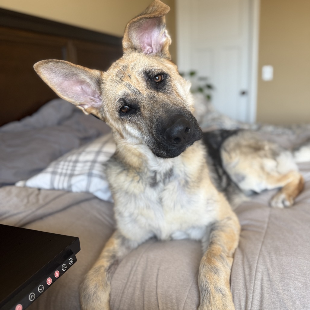 Kona, an adoptable Shepherd in Buffalo, MN, 55313 | Photo Image 6