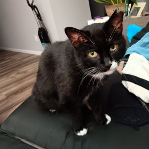 Cora, Adult Female Domestic Short Hair