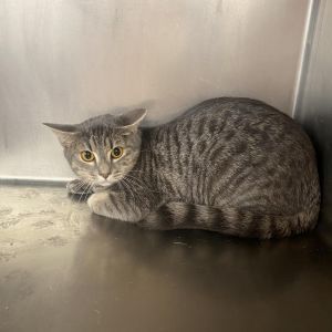 Reba, Adult Female Domestic Short Hair