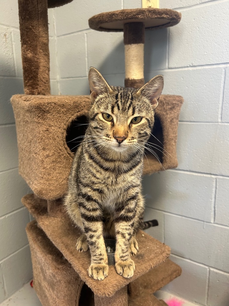 Jasper, an adoptable Tabby in Greenwood, MS, 38930 | Photo Image 1