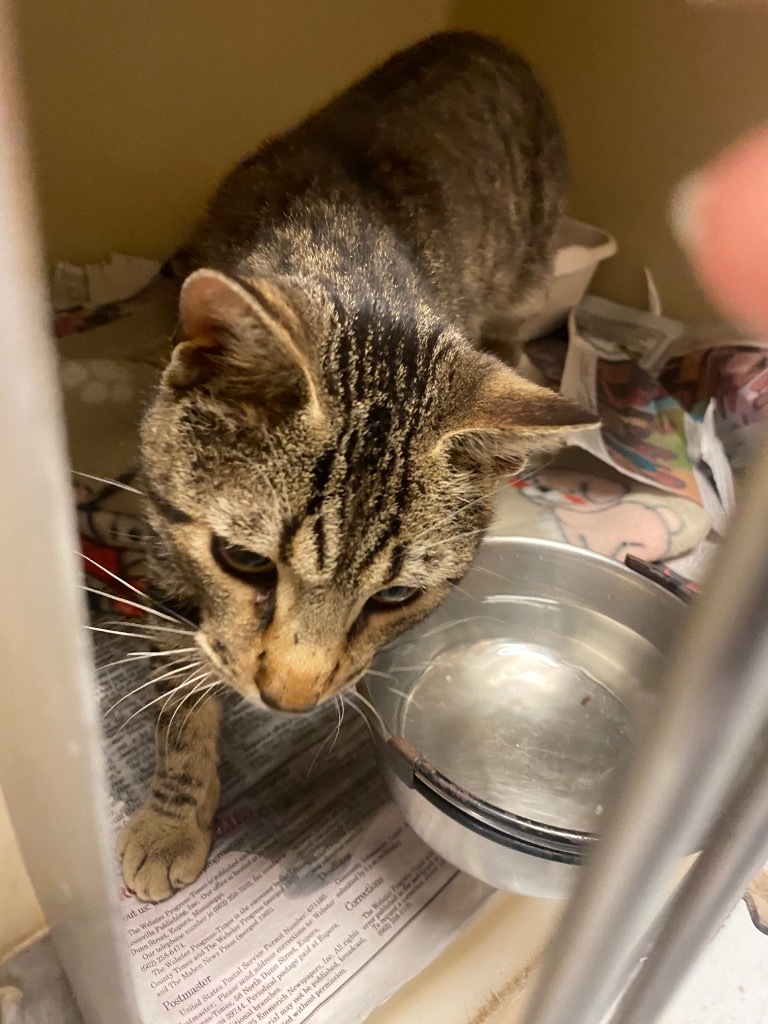 Jasper, an adoptable Tabby in Greenwood, MS, 38930 | Photo Image 2