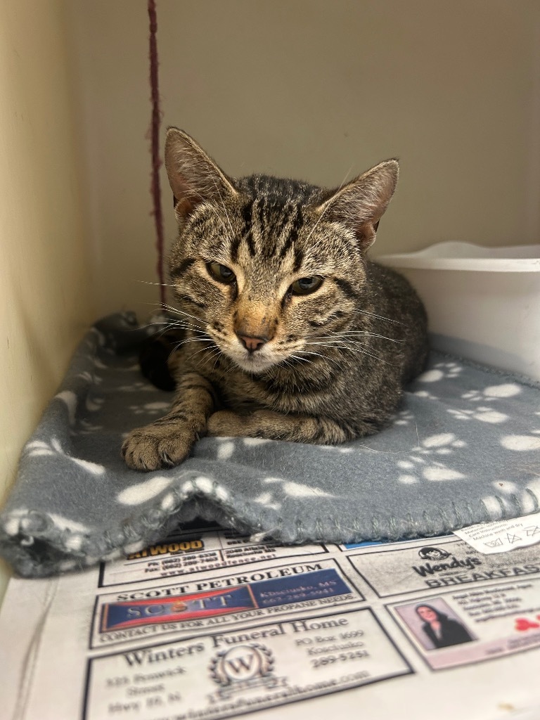 Jasper, an adoptable Tabby in Greenwood, MS, 38930 | Photo Image 3
