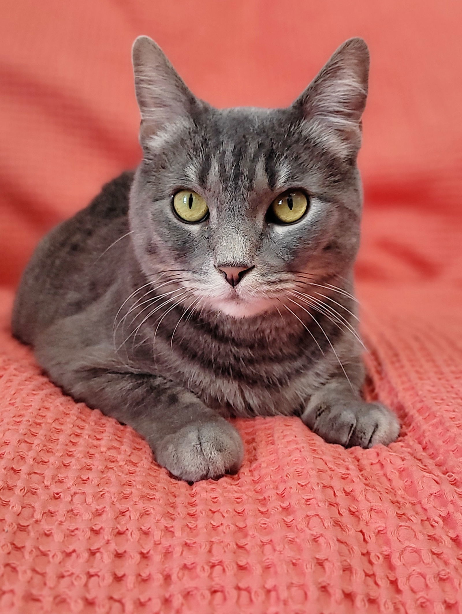 Gracie